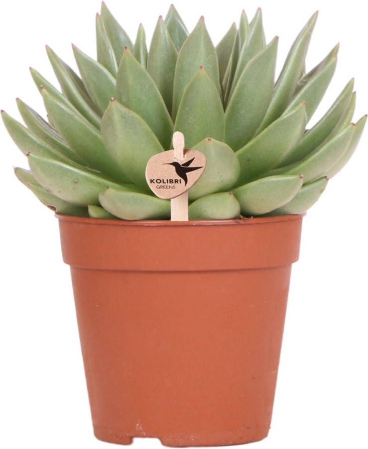 BOTANICLY Echeveria Miranda (Echeveria Miranda) – Hoogte: 20 cm – Binnenbloeiende plant van