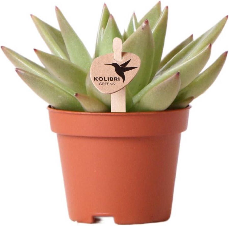 BOTANICLY Vetplant – Echeveria Miranda (Echeveria Miranda) – Hoogte: 9 cm – van