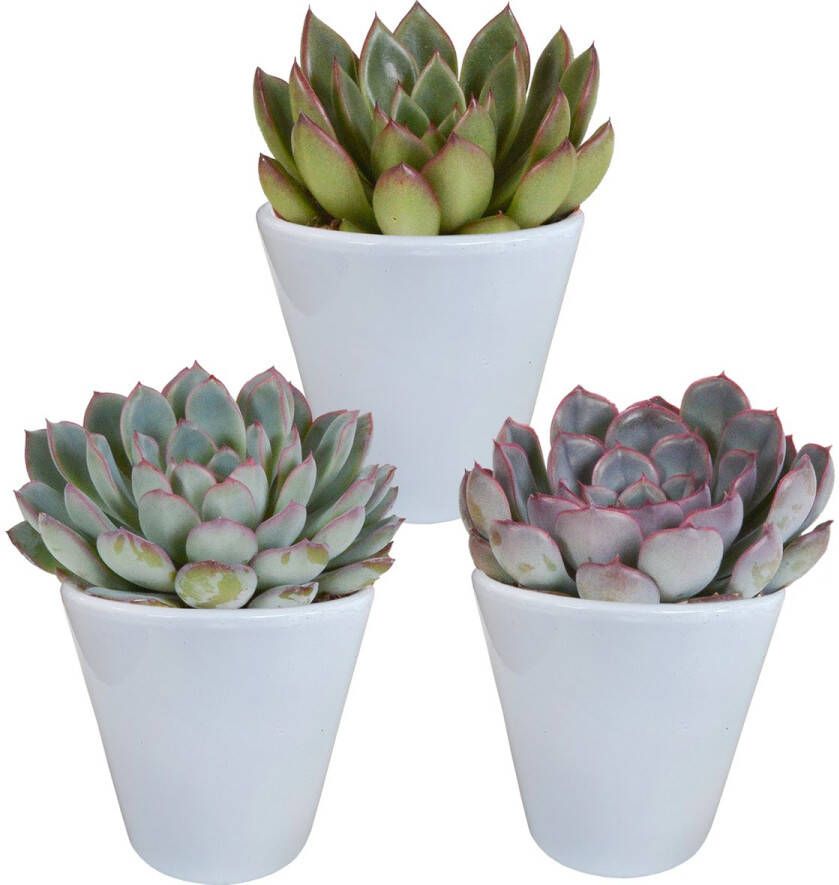 BOTANICLY Echeveria mix 3 planten 15cm hoogte witte pot