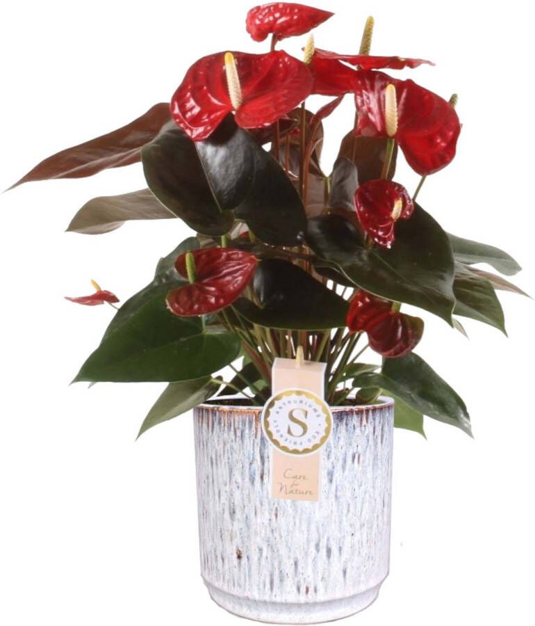 BOTANICLY Flamingoplant (Anthurium andreanum Coral Champion) met bloempot – Hoogte: 50 cm – Kamerplant van