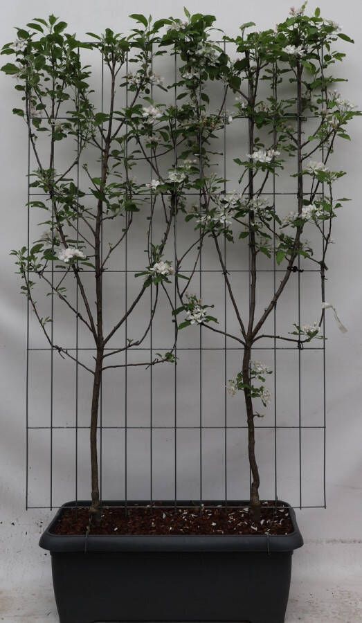 BOTANICLY Fruitboom – Appel plant (Malus Domestica) – Hoogte: 180 cm – van