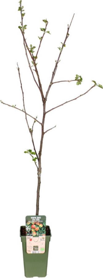 BOTANICLY Fruitboom – Appel plant (Malus domestica Jonagold) – Hoogte: 60 cm – van