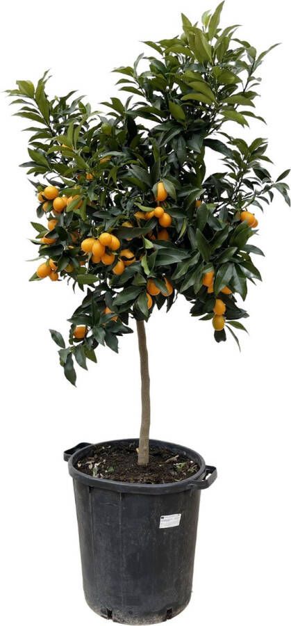 BOTANICLY Fruitboom – Calamondin (Citrus Kumquat) – Hoogte: 150 cm – van