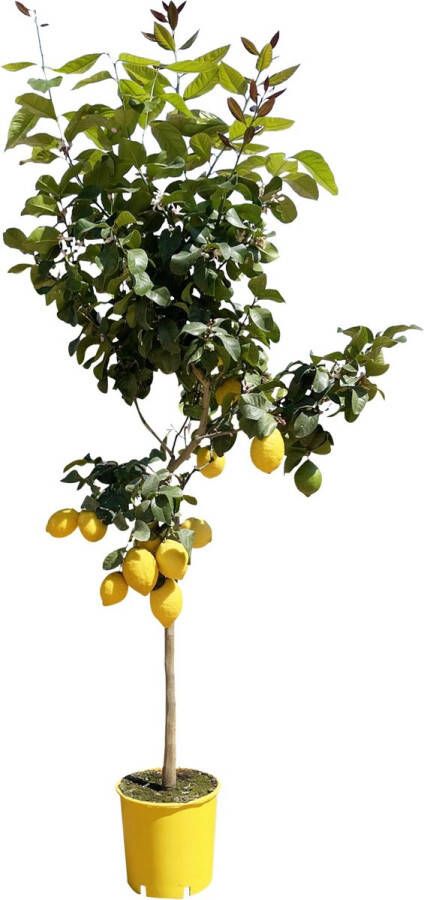 BOTANICLY Fruitboom – Citroenboom (Citrus Lemon) – Hoogte: 180 cm – van