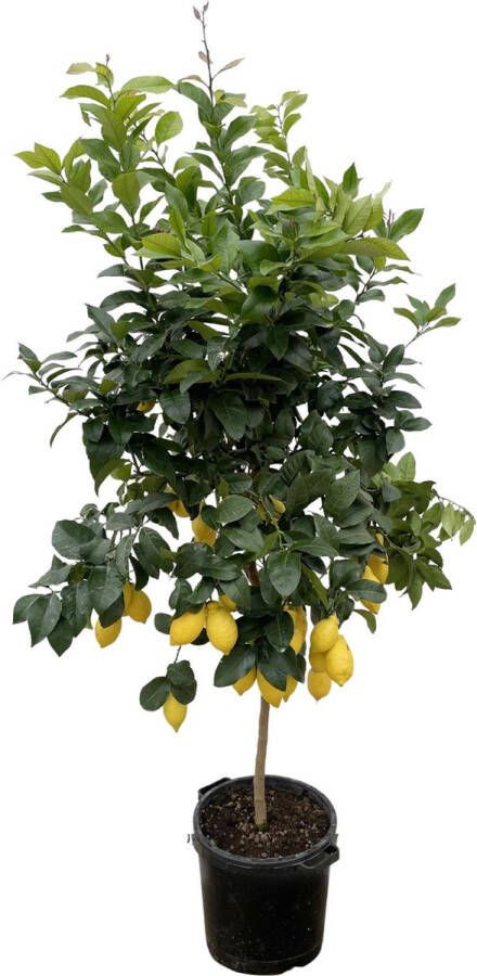 BOTANICLY Fruitboom – Citroenboom (Citrus Lemon) – Hoogte: 210 cm – van