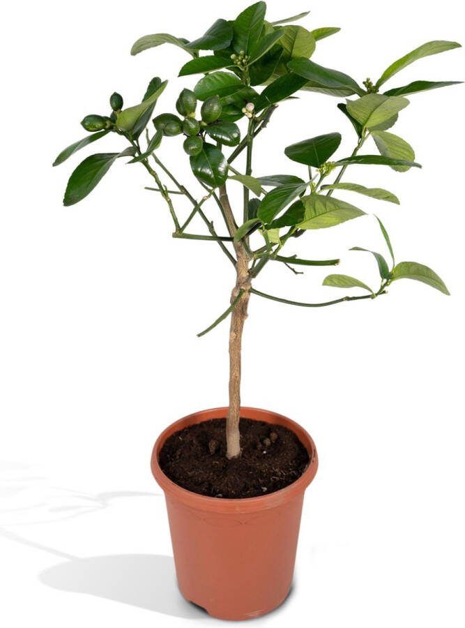 BOTANICLY Fruitboom – Citroenboom (Citrus Lemon) – Hoogte: 60 cm – van