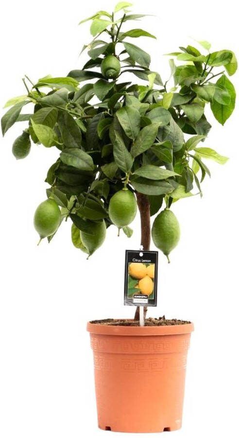 BOTANICLY Fruitboom – Citroenboom (Citrus Lemon) – Hoogte: 70 cm – van