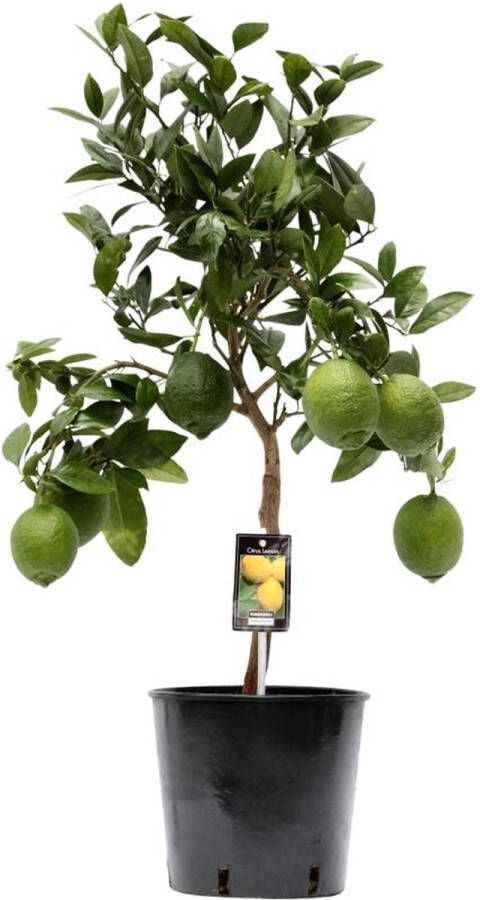 BOTANICLY Fruitboom – Citroenboom (Citrus Lemon) – Hoogte: 80 cm – van