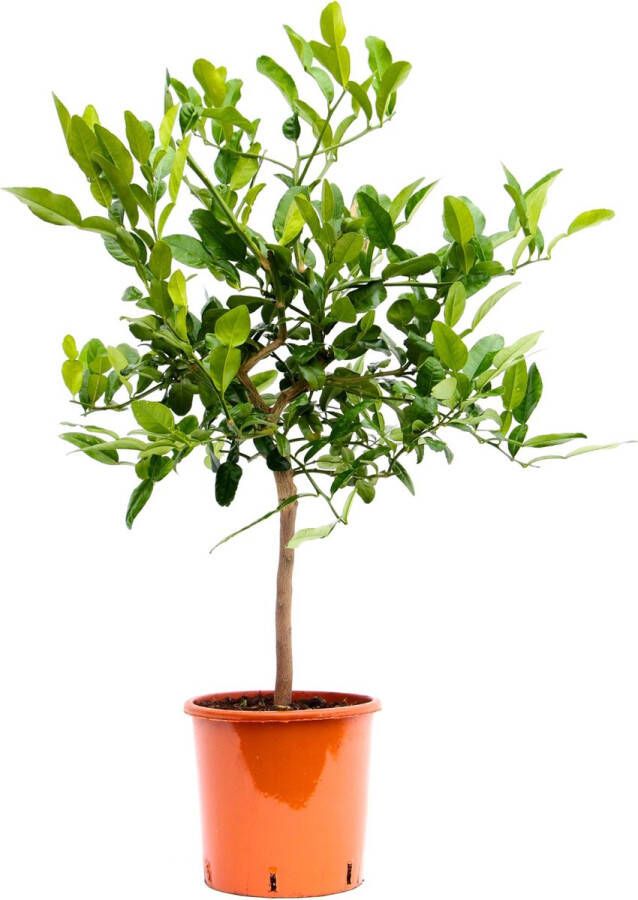 BOTANICLY Fruitboom – Kaffir Limoen (Citrus Hystrix) – Hoogte: 85 cm – van
