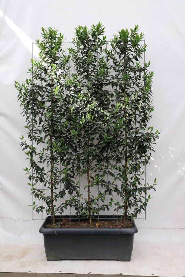 BOTANICLY Fruitboom – Kers (Prunus l Angustifolia) – Hoogte: 180 cm – van