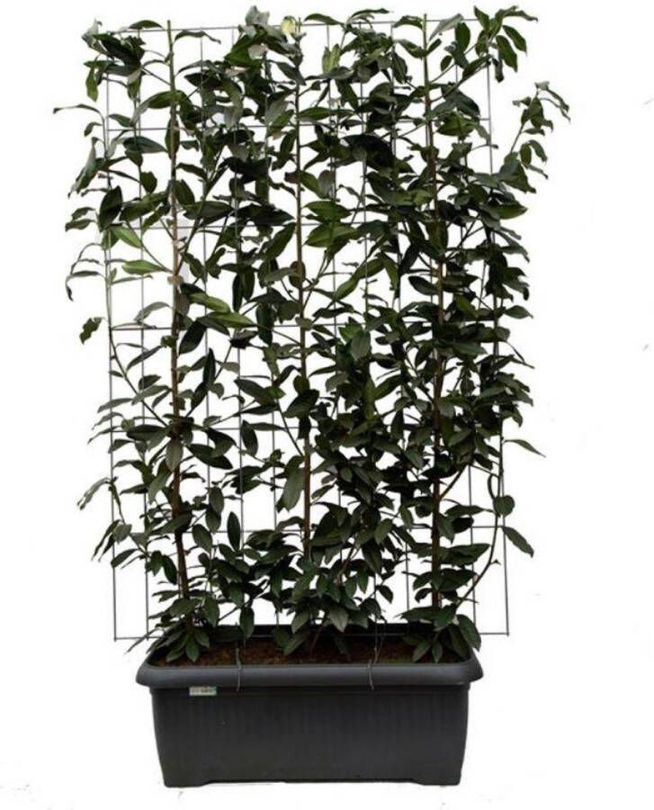 BOTANICLY Fruitboom – Kers (Prunus l Genolia) – Hoogte: 180 cm – van