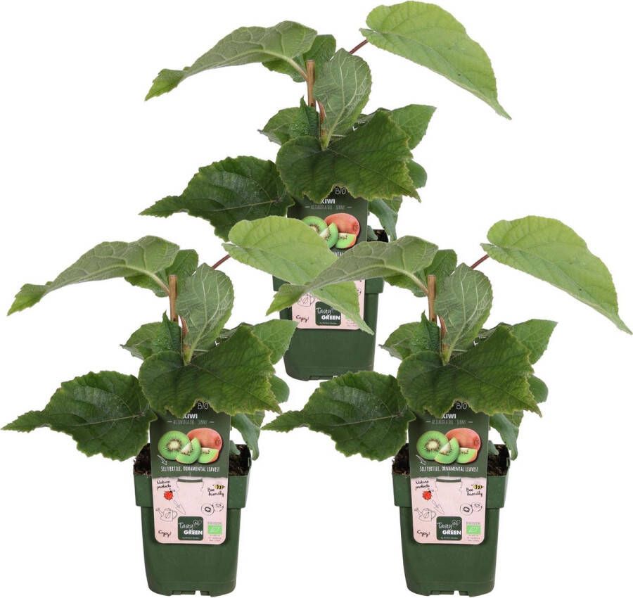 BOTANICLY Fruitboom – Kiwiplant (Actinidia Deliciosa Jenny) – Hoogte: 45 cm – van