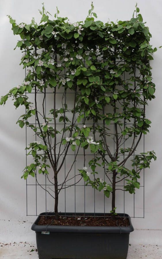 BOTANICLY Fruitboom – Kweepeer (Cydonia oblonga Kweepeer) – Hoogte: 180 cm – van