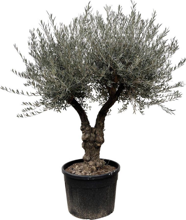 BOTANICLY Fruitboom – Olijf boom (Olea Europaea) – Hoogte: 220 cm – van