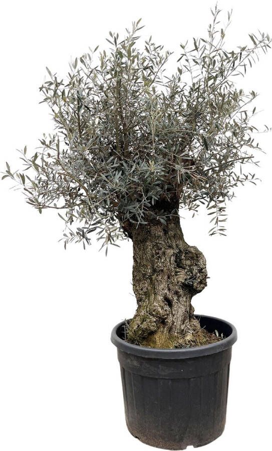 BOTANICLY Fruitboom – Olijf boom (Olea Europaea) – Hoogte: 250 cm – van