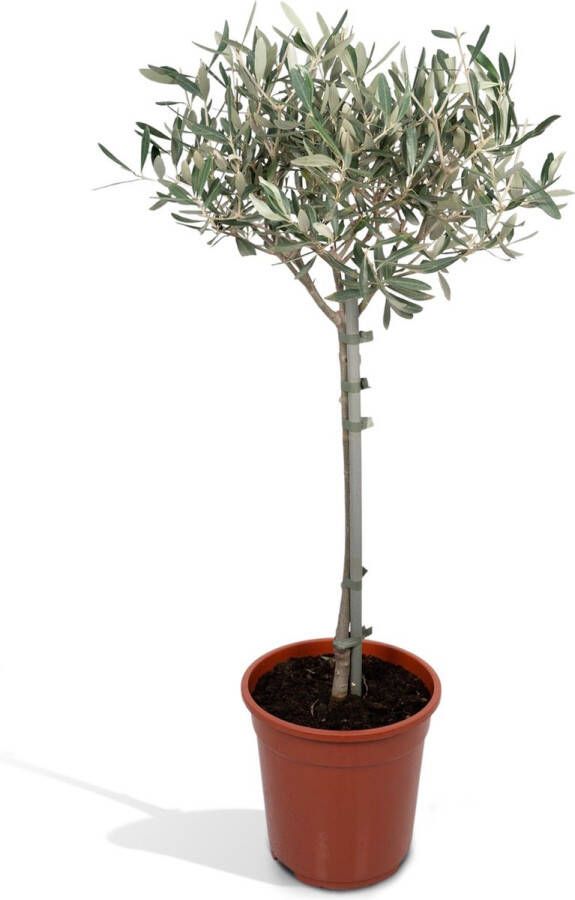 BOTANICLY Fruitboom – Olijf boom (Olea Europaea) – Hoogte: 90 cm – van