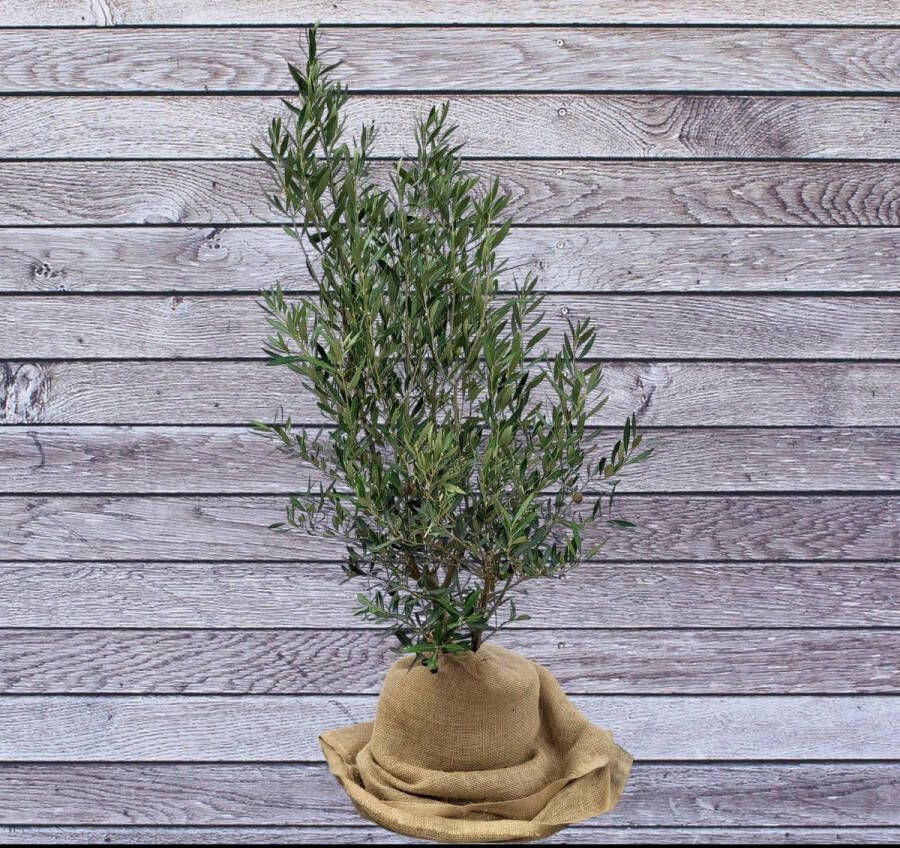 BOTANICLY Fruitboom – Olijf boom (Olea europeae) – Hoogte: 110 cm – van
