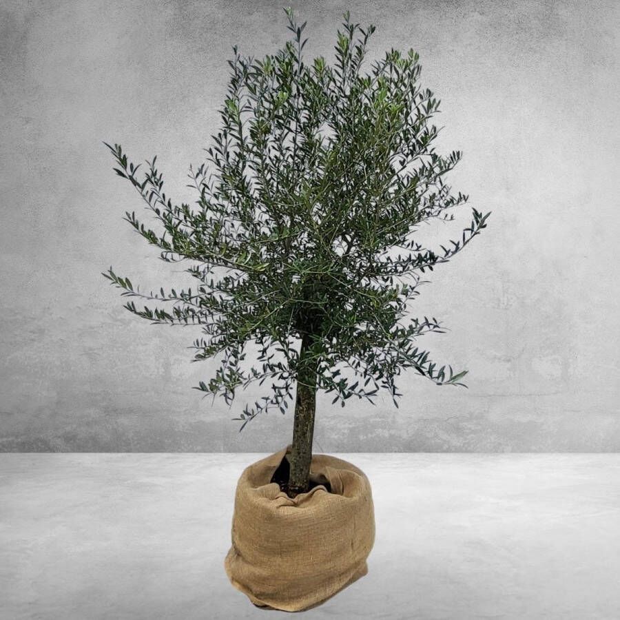 BOTANICLY Fruitboom – Olijf boom (Olea europeae) – Hoogte: 140 cm – van