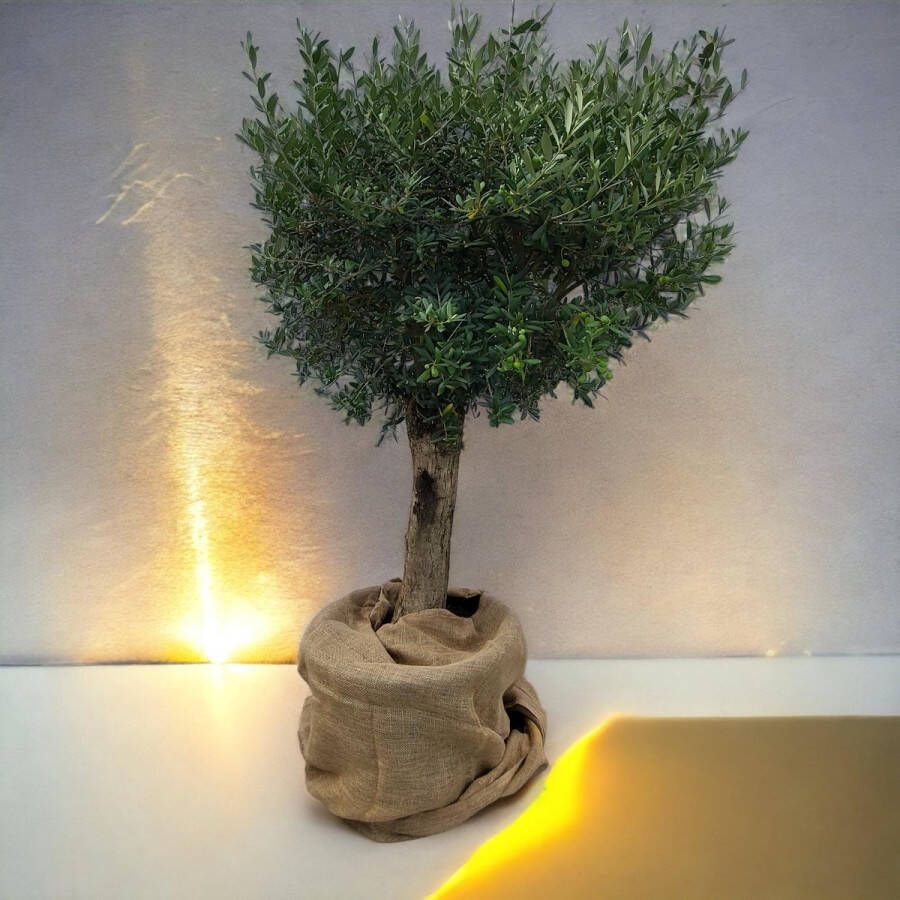 BOTANICLY Fruitboom – Olijf boom (Olea europeae) – Hoogte: 180 cm – van