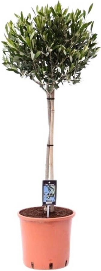 BOTANICLY Fruitboom – Olijfboom (Olea Europea) – Hoogte: 100 cm – van
