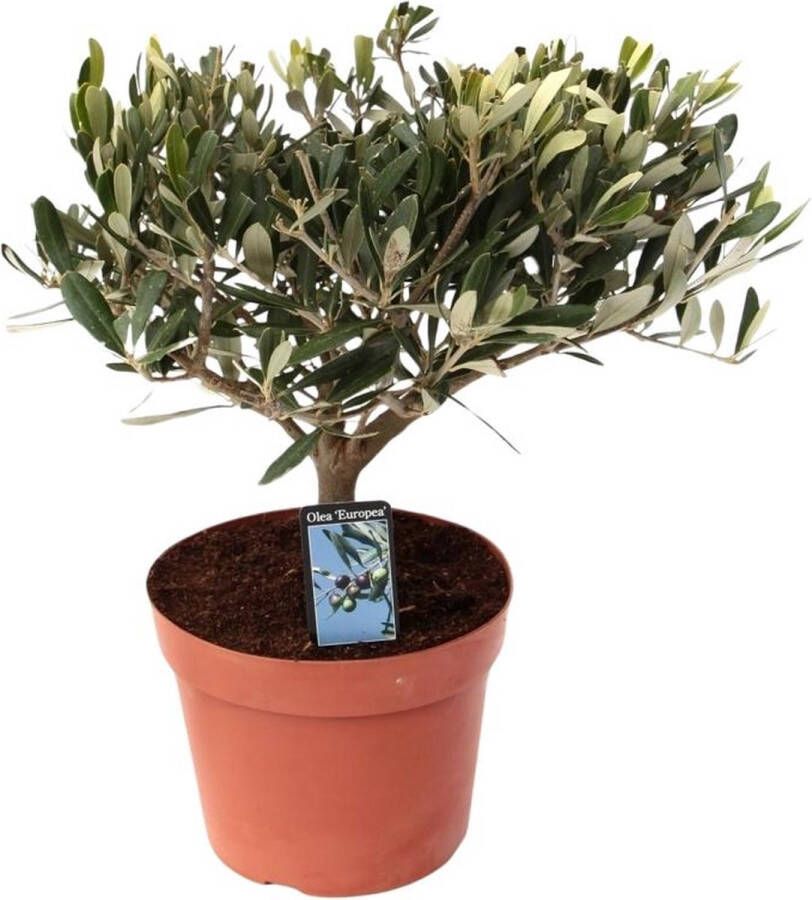 BOTANICLY Fruitboom – Olijfboom (Olea Europea) – Hoogte: 35 cm – van