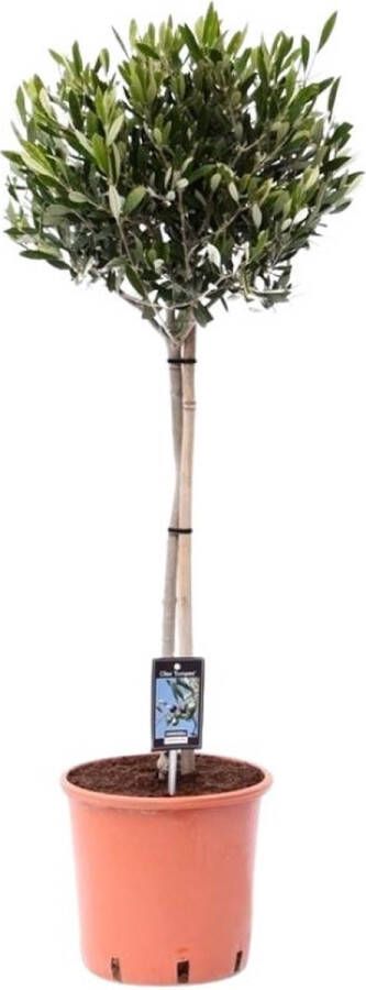 BOTANICLY Fruitboom – Olijfboom (Olea Europea) – Hoogte: 90 cm – van