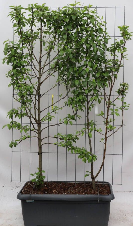 BOTANICLY Fruitboom – Peer (Pyrus Communis) – Hoogte: 180 cm – van