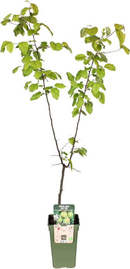 BOTANICLY Fruitboom – Peer (Pyrus Communis) – Hoogte: 60 cm – van