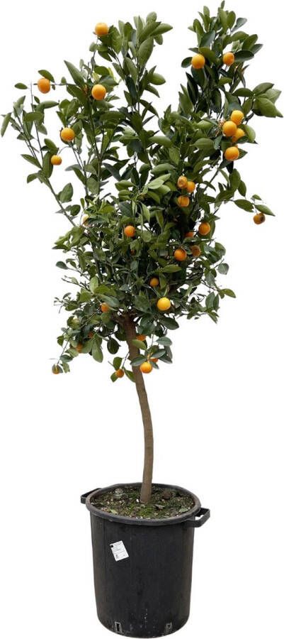 BOTANICLY Fruitboom – Sinaasappelboom (Citrus Calamondin) – Hoogte: 200 cm – van