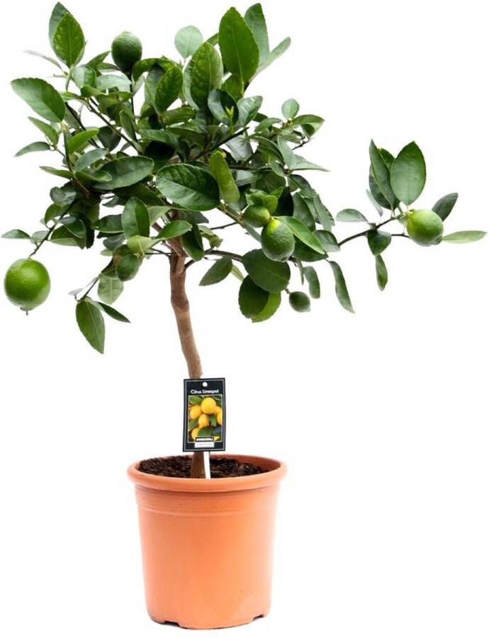 BOTANICLY Fruitboom – Sinaasappelboom (Citrus Lime) – Hoogte: 80 cm – van