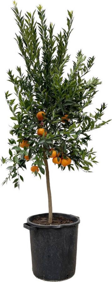BOTANICLY Fruitboom – Sinaasappelboom (Citrus Mandarin) – Hoogte: 200 cm – van