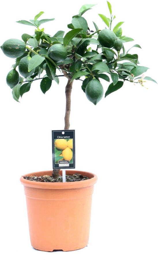 BOTANICLY Fruitboom – Sinaasappelboom (Citrus Meyer) – Hoogte: 80 cm – van