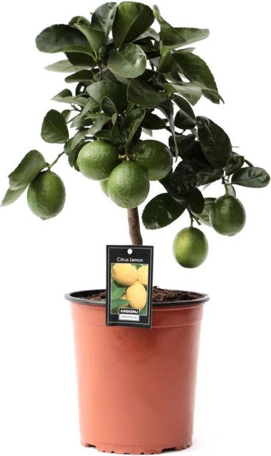 BOTANICLY Fruitboom – Sinaasappelboom (Citrus Meyer) met bloempot – Hoogte: 62 cm – van