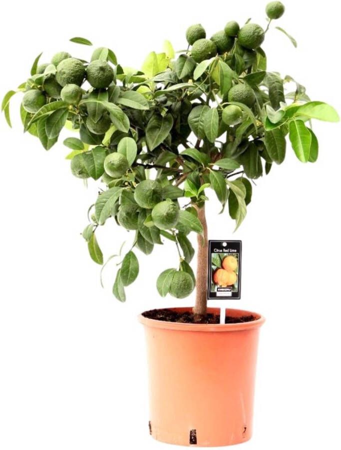 BOTANICLY Fruitboom – Sinaasappelboom (Citrus Red Lime) – Hoogte: 75 cm – van