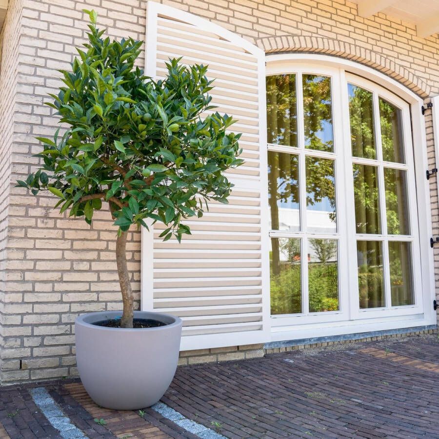 BOTANICLY Fruitboom – Sinaasappelboom (Citrus Sinensis) – Hoogte: 225 cm – van