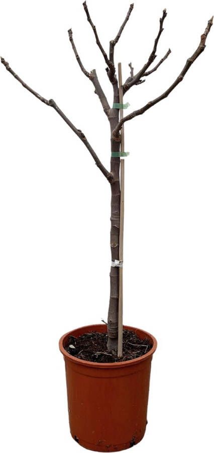 BOTANICLY Fruitboom – Vijgenboom (Ficus Carica) – Hoogte: 100 cm – van