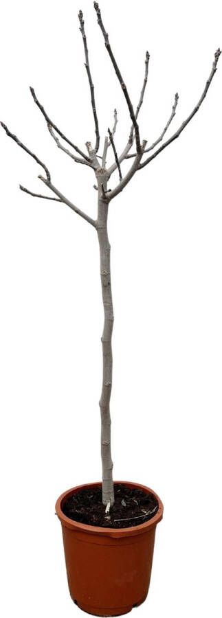 BOTANICLY Fruitboom – Vijgenboom (Ficus Carica) – Hoogte: 180 cm – van