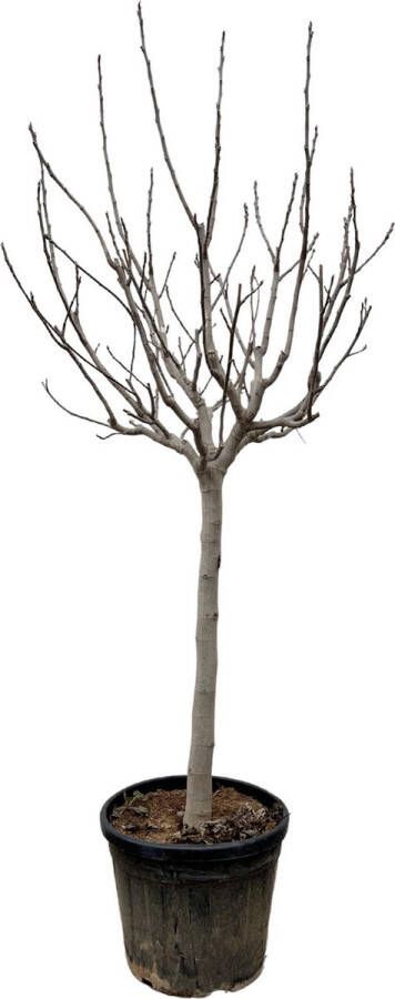 BOTANICLY Fruitboom – Vijgenboom (Ficus Carica) – Hoogte: 250 cm – van