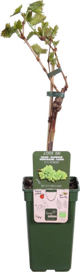 BOTANICLY Fruitboom – Wijnstok (Vitis) – Hoogte: 50 cm – van