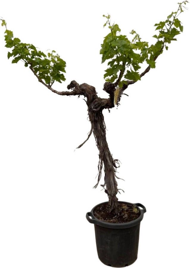 BOTANICLY Fruitboom – Wijnstok (Vitis vinifera) – Hoogte: 220 cm – van