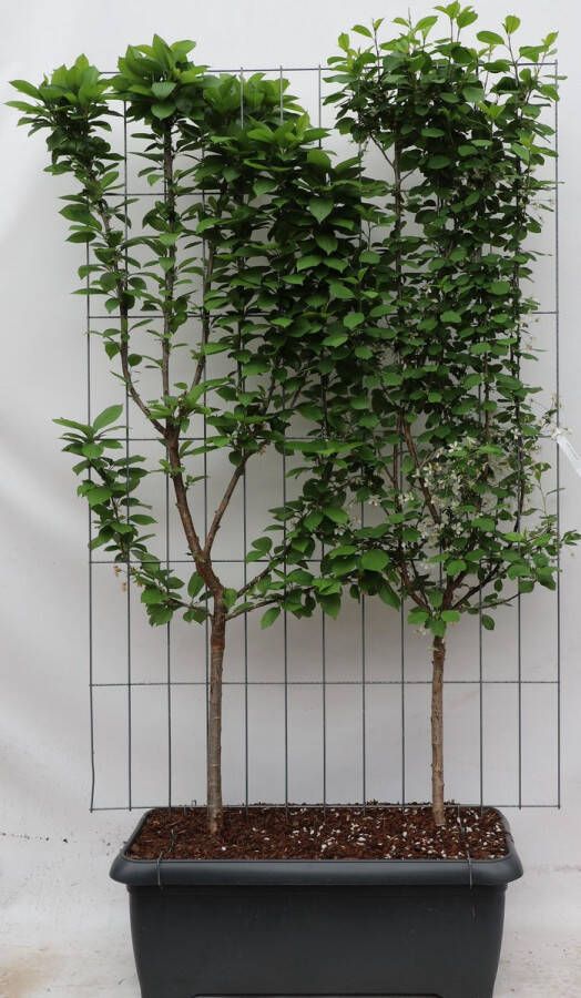 BOTANICLY Fruitboom – Zoete kers (Prunus avium Duo-kers) – Hoogte: 180 cm – van