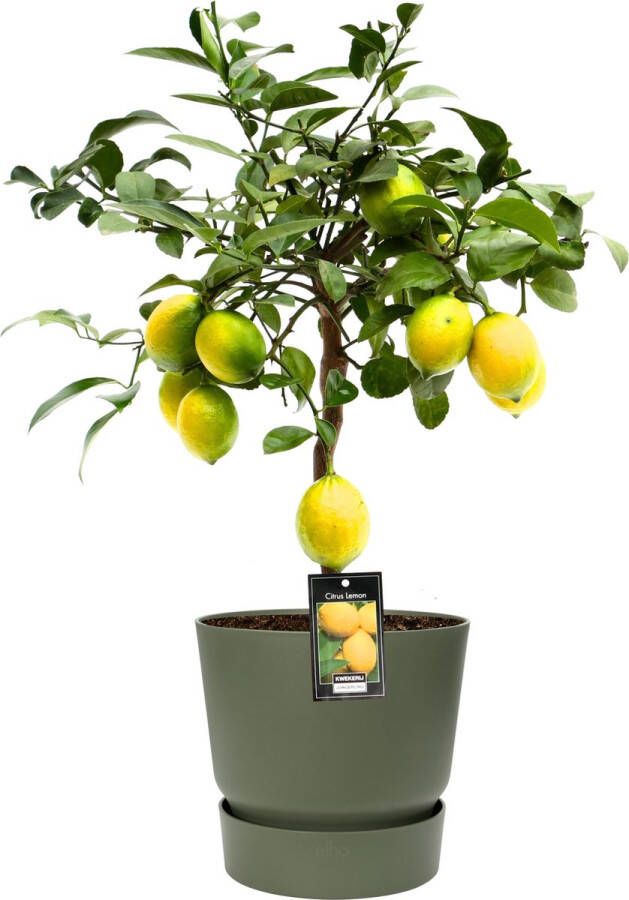 BOTANICLY Fruitgewas van – Citroenboom – Hoogte: 80 cm – Citrus Limon