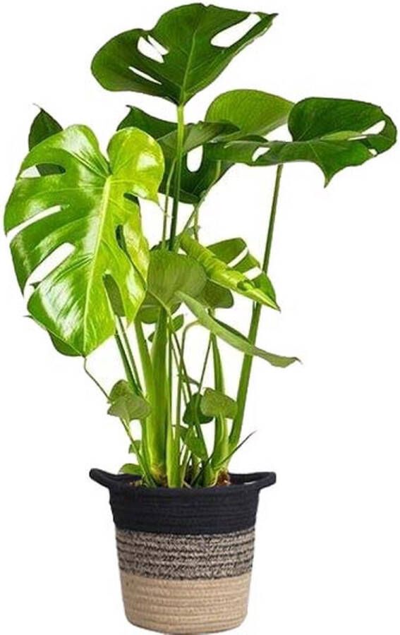 BOTANICLY Gatenplant (Monstera Deliciosa) met bloempot – Hoogte: 70 cm – Kamerplant van