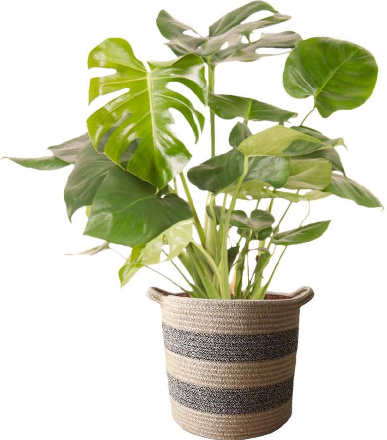 BOTANICLY Gatenplant (Monstera Deliciosa) met bloempot – Hoogte: 90 cm – Kamerplant van