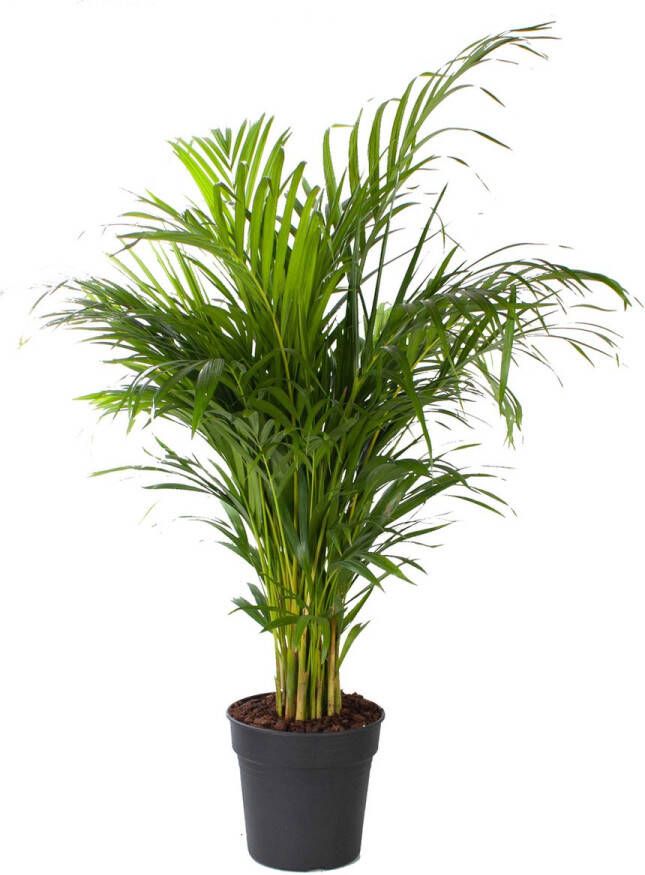 BOTANICLY Goudpalm (Areca dypsis lutescens) – Hoogte: 120 cm – Kamerplant van