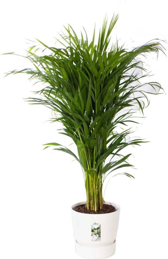 BOTANICLY Goudpalm (Areca dypsis lutescens) met bloempot – Hoogte: 120 cm – Kamerplant van