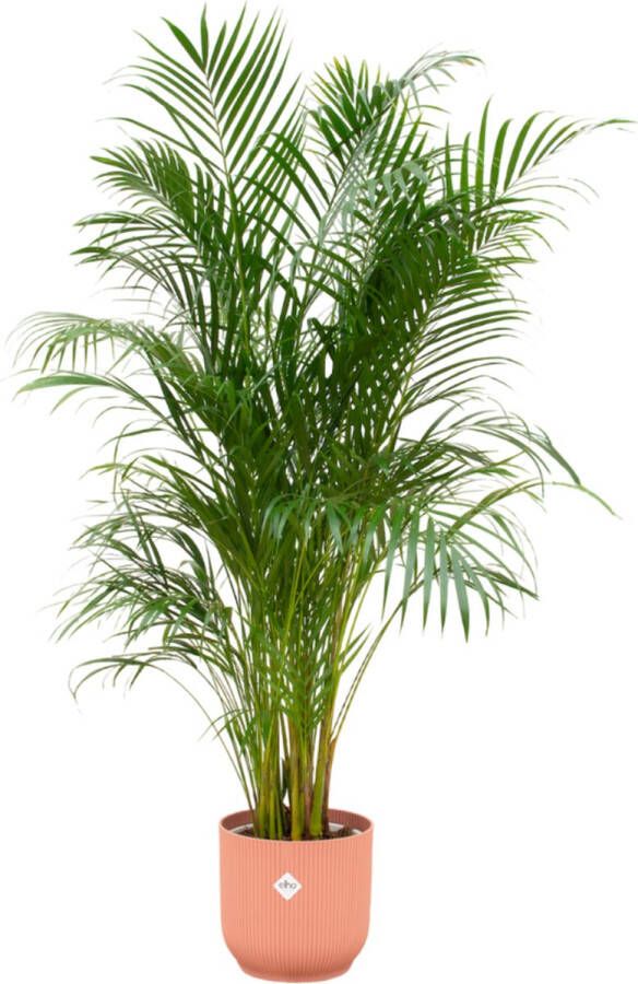 BOTANICLY Goudpalm (Areca dypsis lutescens) met bloempot – Hoogte: 180 cm – van