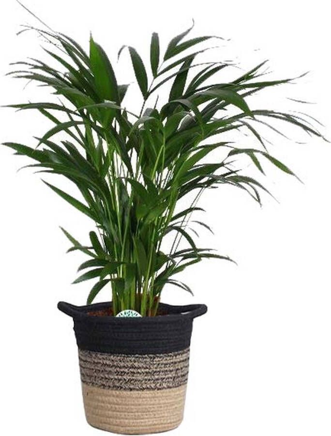 BOTANICLY Goudpalm (Areca dypsis lutescens) met bloempot – Hoogte: 60 cm – Kamerplant van