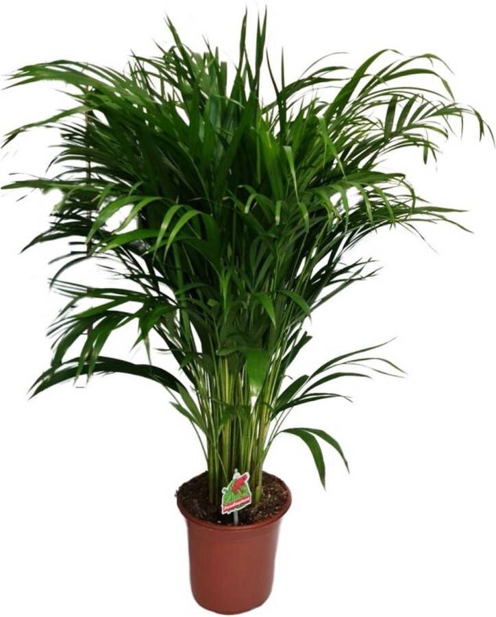 BOTANICLY Goudpalm – Goudspalm (Dypsis lutescens) – Hoogte: 100 cm – van