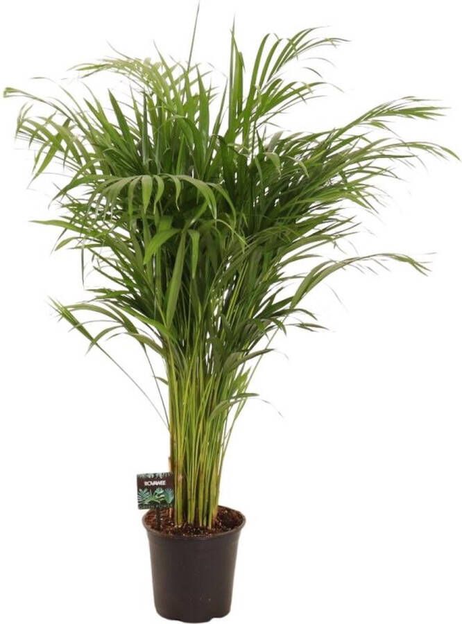 BOTANICLY Goudpalm – Goudspalm (Dypsis lutescens) – Hoogte: 110 cm – van